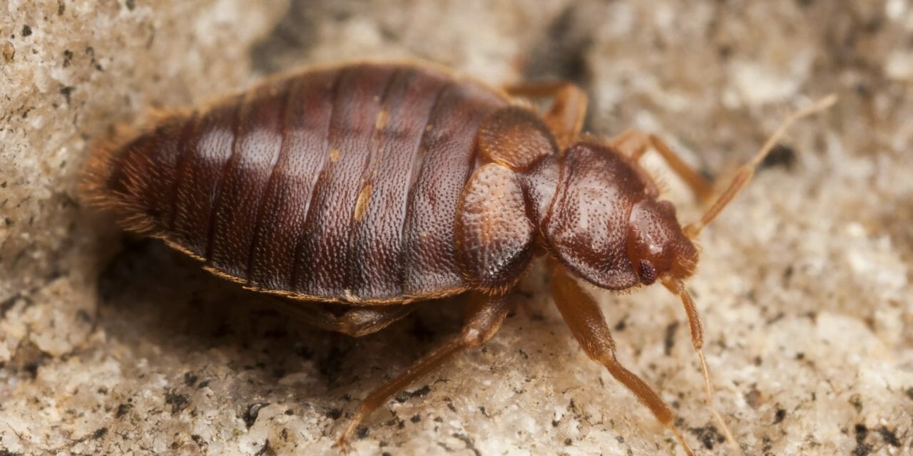 New California Law Targets Bedbugs