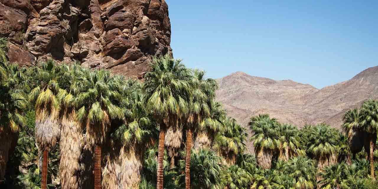 Andreas Canyon Trail in Palm Springs Woos Hikers