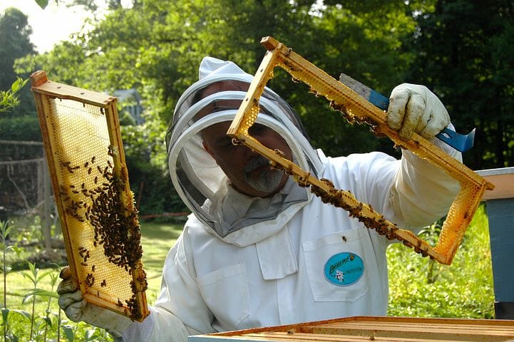 Hadley Date Gardens Cited for Bee Attack