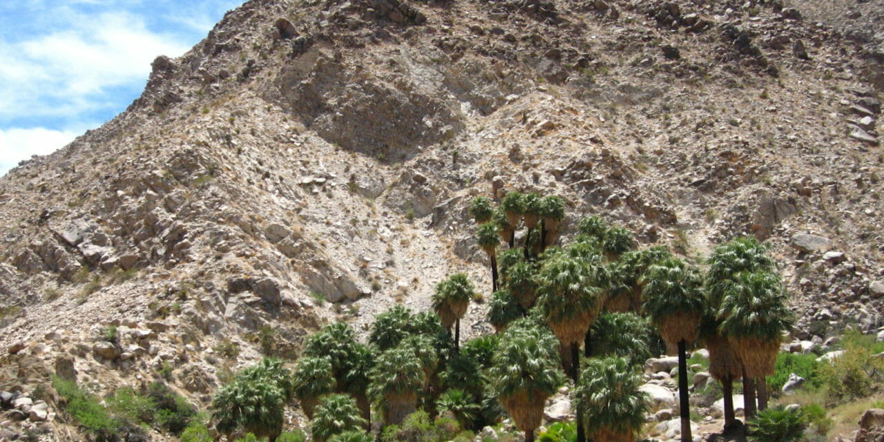Fortynine Palms Oasis Trail Perfect for Day Hike