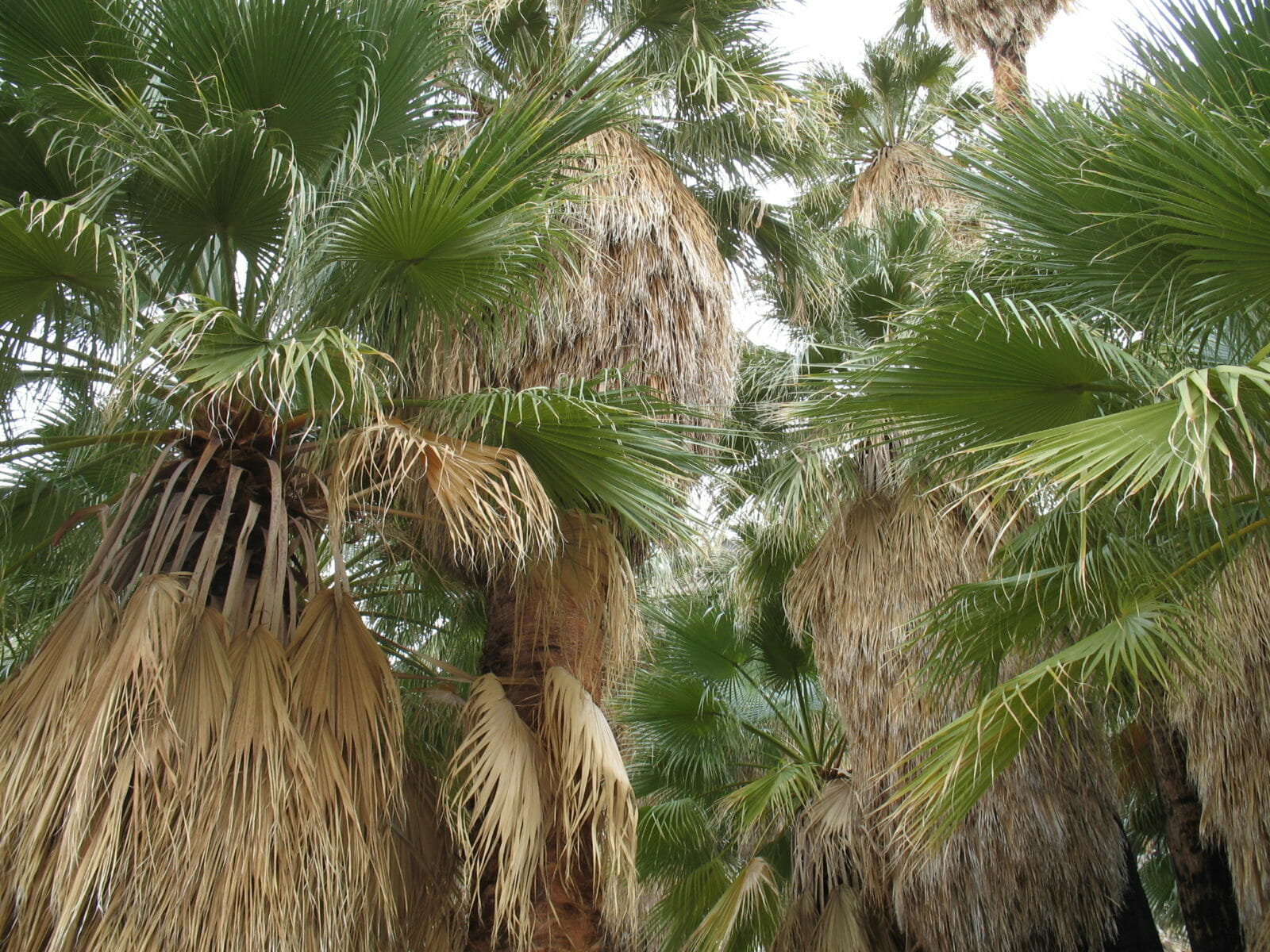 The Oasis Palms