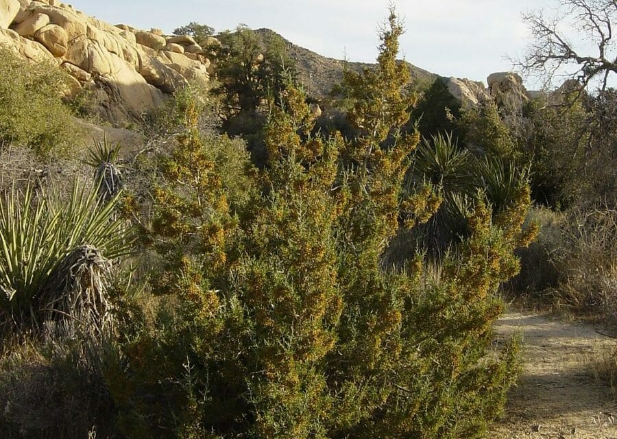 Palm Canyon Trail – Upper Reaches Segment