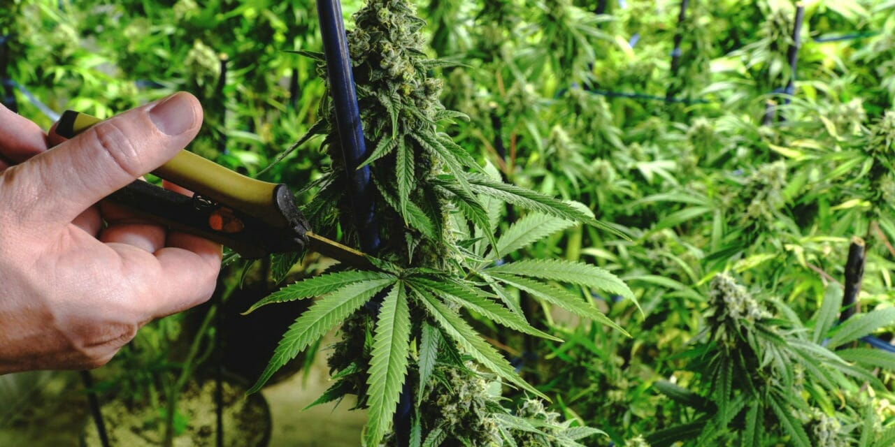 Council to Consider Modifying Cannabis Taxes