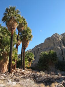 Pushawalla Palms Loop (Coachella Valley Preserve)