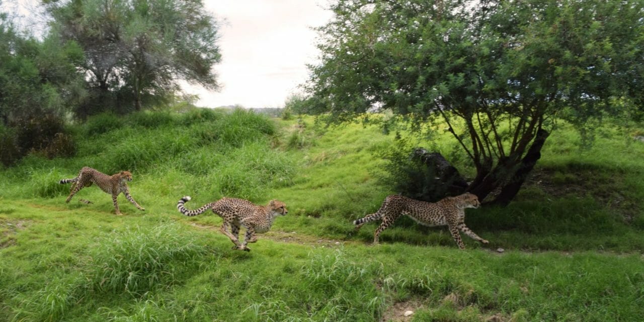 International Cheetah Day Set at Living Desert