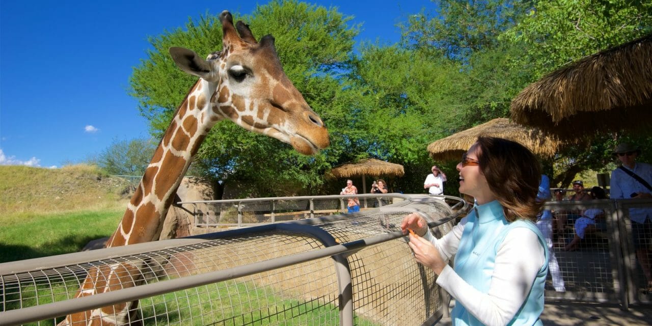 World Giraffe Day Set at Living Desert and Zoo