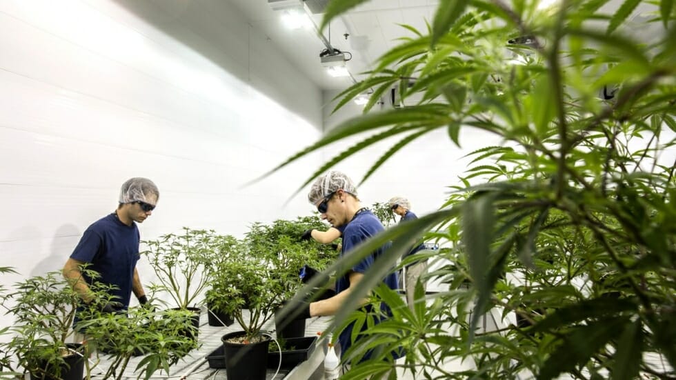 Cannabis Industry Workers Get Government Support