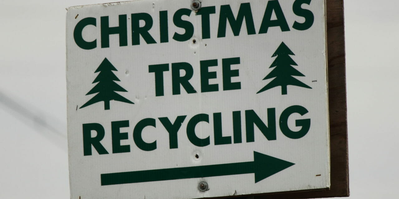 Recycle Your Christmas Tree, Return it to Ground