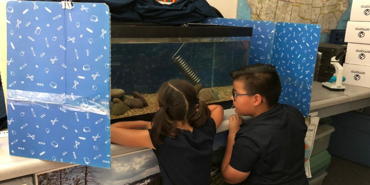 Trout Take Up Residence in DSUSD Classroom