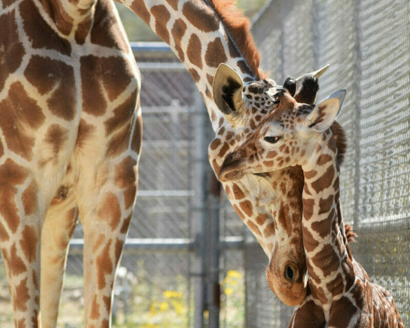Giraffe Calf Born On First Day Of Spring