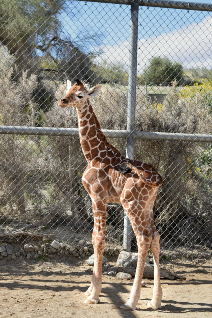 Giraffe Calf Born On First Day Of Spring