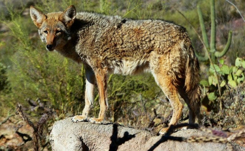 Coyote Sightings Trigger Community Alert