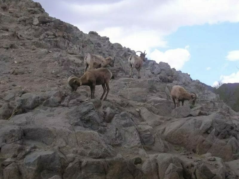 Animals Rarely Attack Hikers, But Missteps Occur