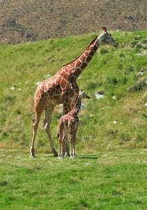 Giraffe Calf at Living Desert Zoo Receives Name