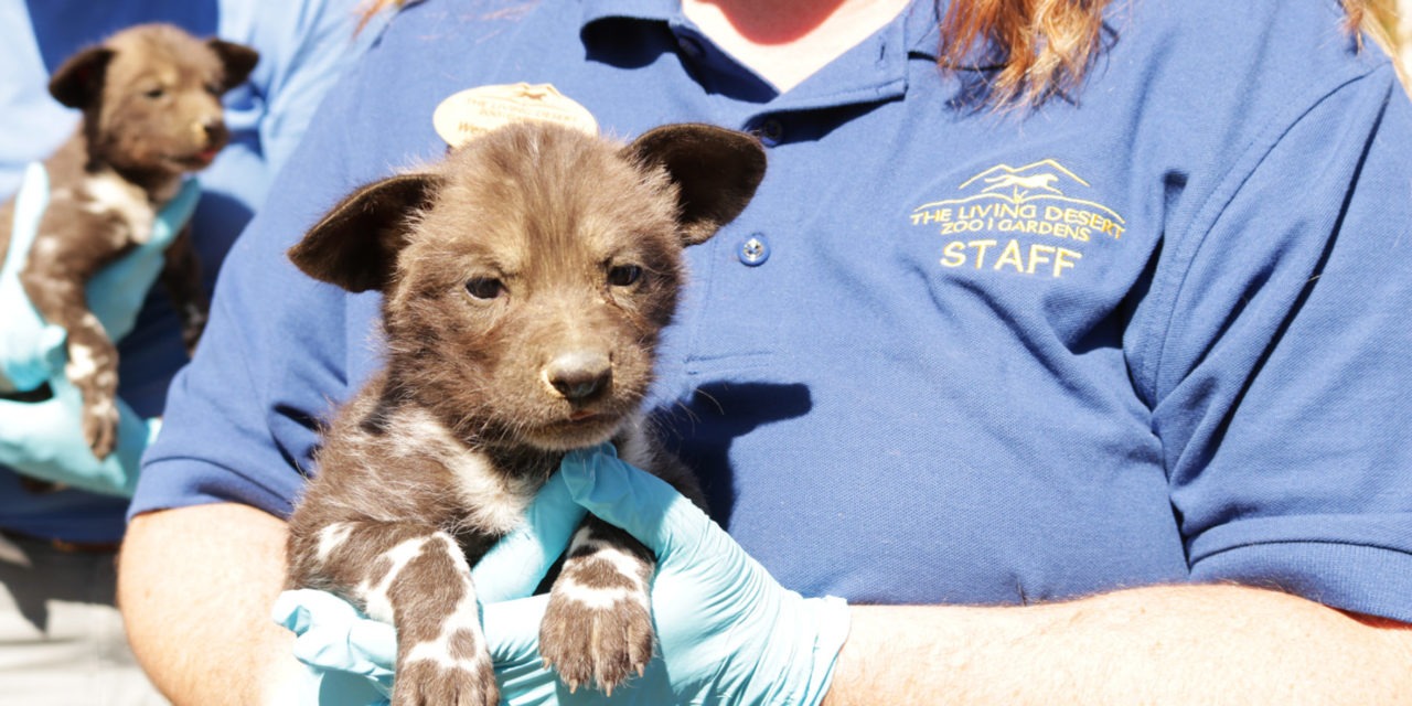 Wild Dog Puppies Healthy at 1 Month [VIDEO]