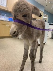 Injured Baby Burro Rescued by Animal Services