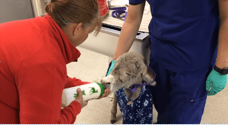 Injured Baby Burro Rescued by Animal Services