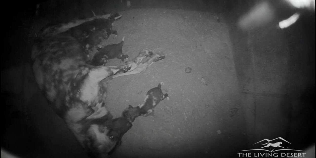 African Wild Dogs Welcome Litter [VIDEO]