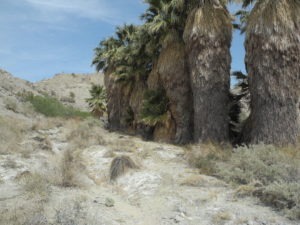 Reptiles Abound on Coachella Valley Preserve Hike