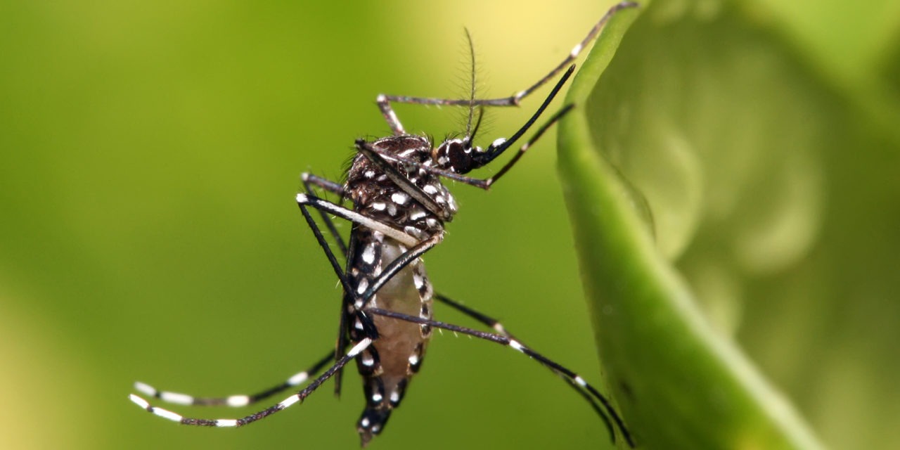 Invasive Mosquito Numbers Rise in Valley