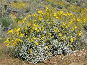 Fern Canyon Trail Features Maidenhair Ferns
