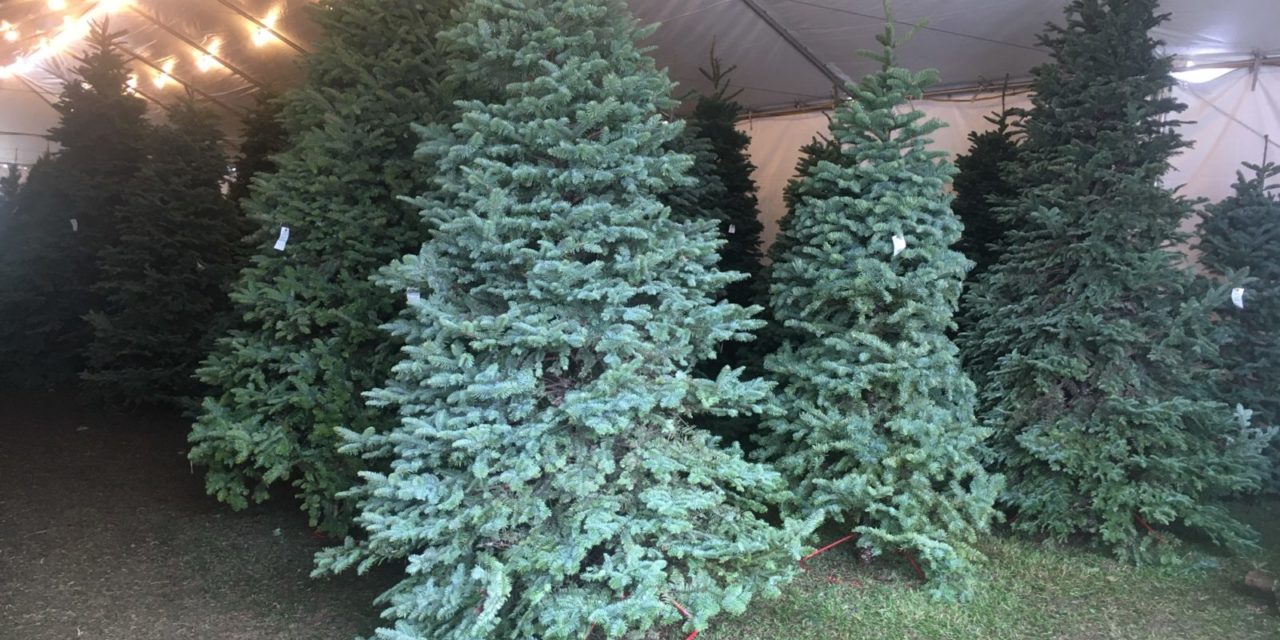 Christmas Trees are Plentiful, Local Retailer Says