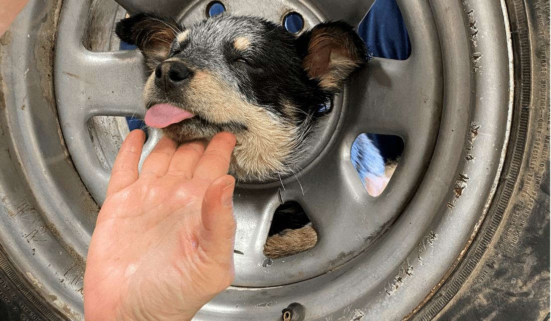 Puppy Rescued from Center of Spare Tire [VIDEO]