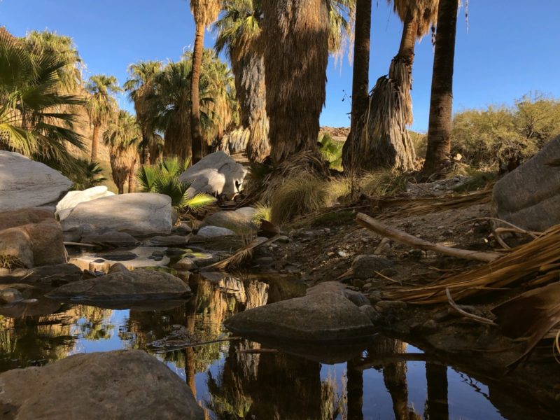 Day Hike Heads Up Mile-long Palm Oasis