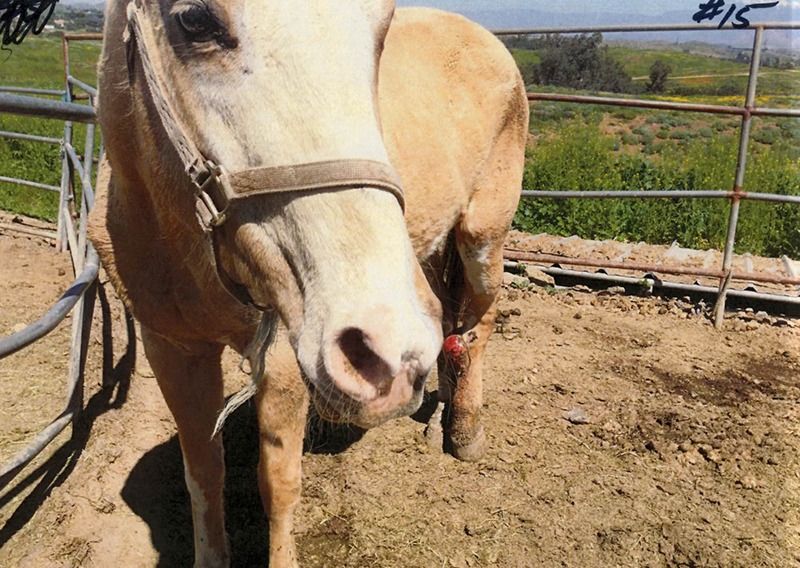 Horse Succumbs to Neglect, Dog Makes Comeback