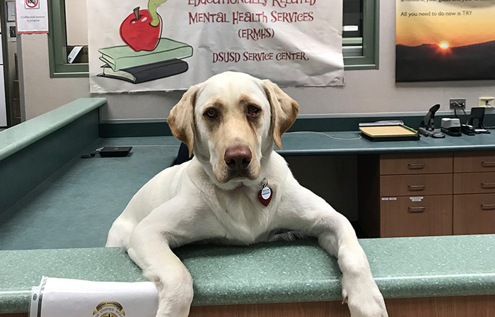 Therapy Dog Supports Wellness at DSUSD