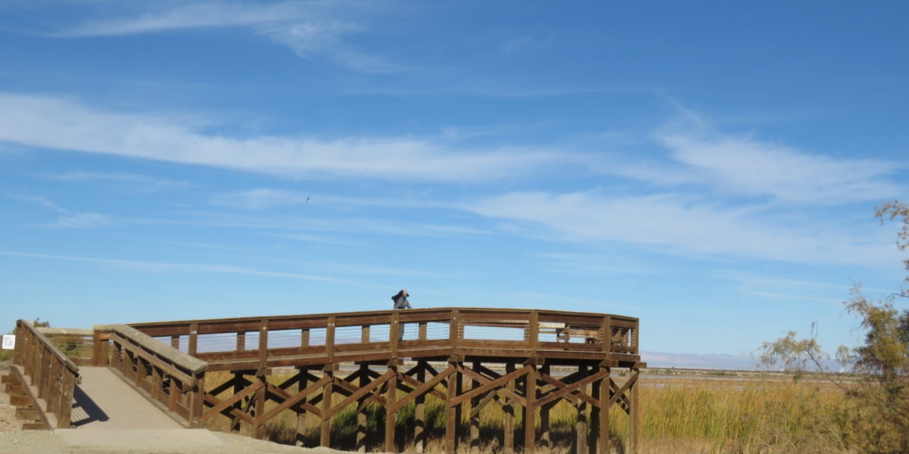 Salton Sea trail unveils rare Yuma rail clipper