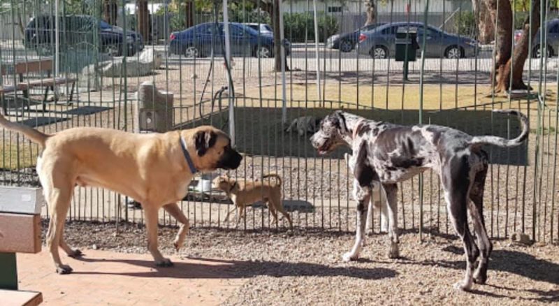Palm Springs Dog Park Re-opens May 23rd