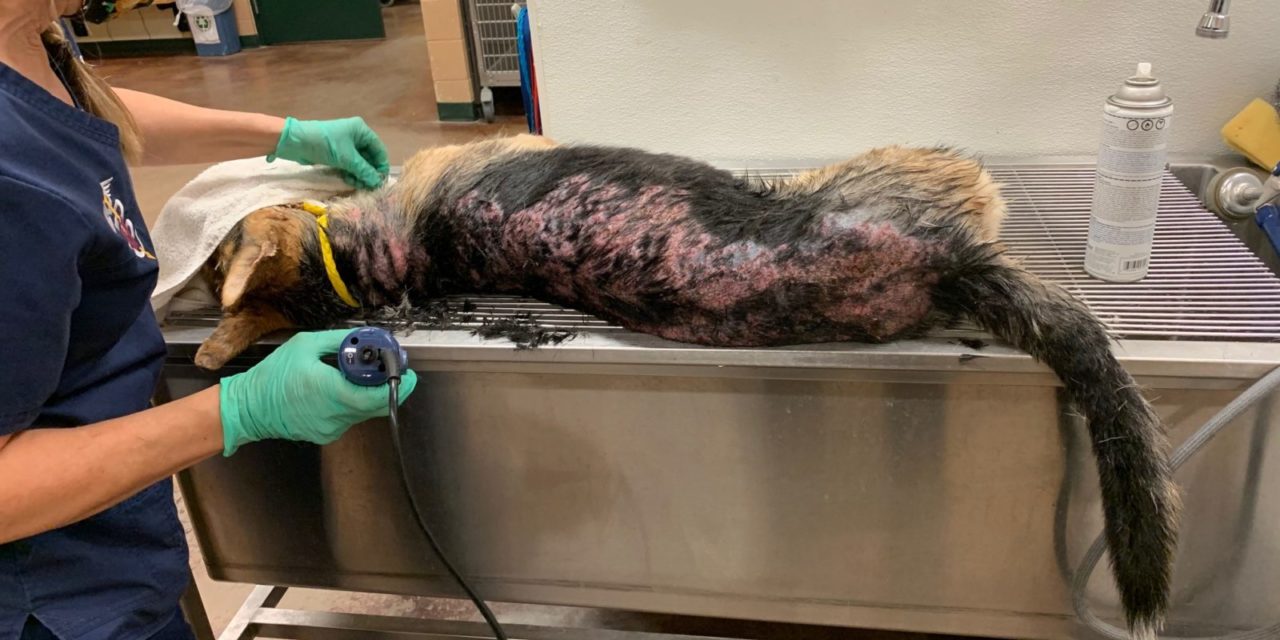 Dog with Chemical Burns Receives Care