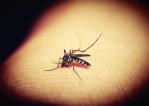 Mosquitoes Positive for St. Louis Encephalitis