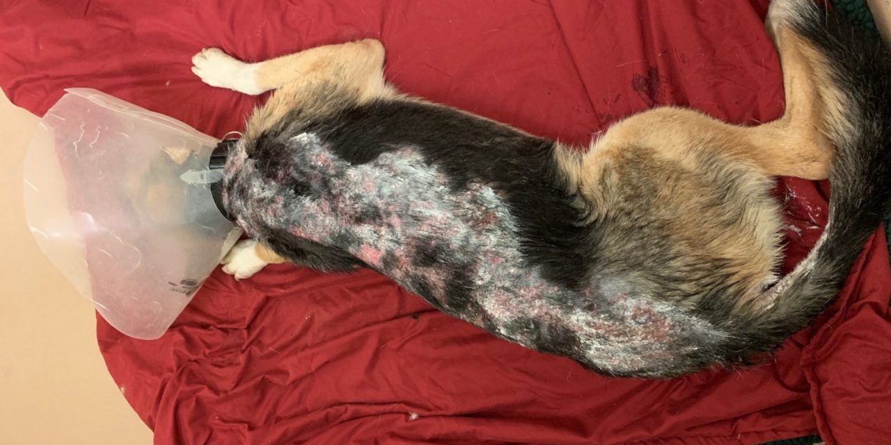 Dog with Chemical Burns Receives Care