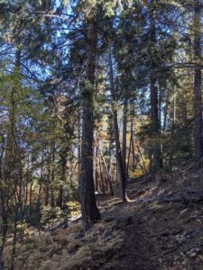 Trail crosses cool San Gorgonio Wilderness