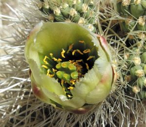 Trail rambles through exotic cholla cactus garden