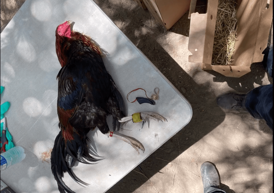 Illegal Cockfighting Event Busted in Thermal