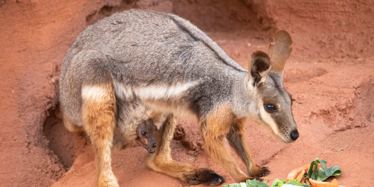 Wallaby Baby Peeks Out of Mother’s Pouch