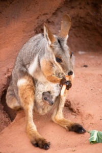 Wallaby Baby Peeks Out of Mother's Pouch