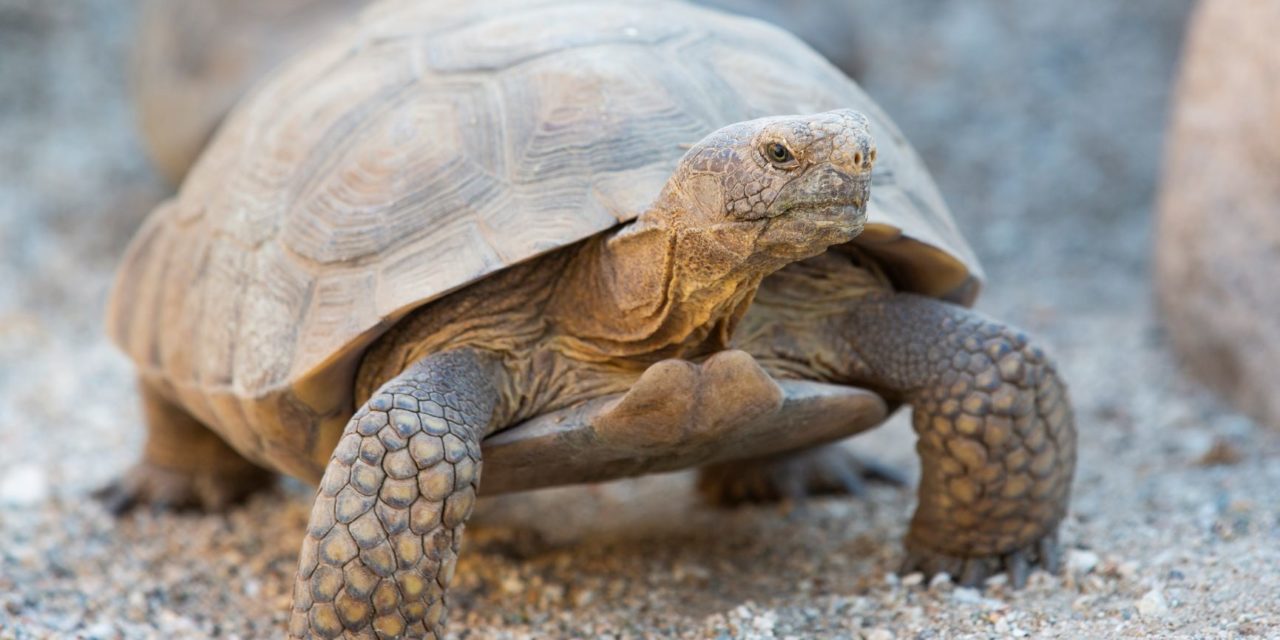 Living Desert Celebrates Tortoise Week with Events