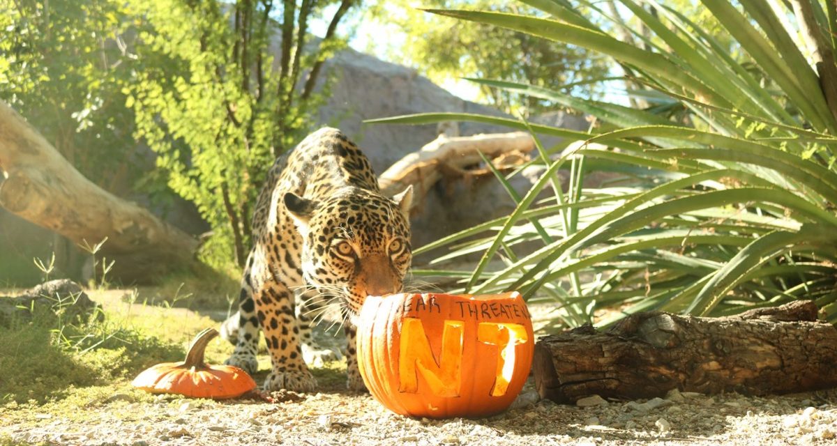 Howl-O-Ween Tickets Available at Living Desert