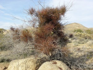 Oasis, plants await on Dead Indian Canyon Trail
