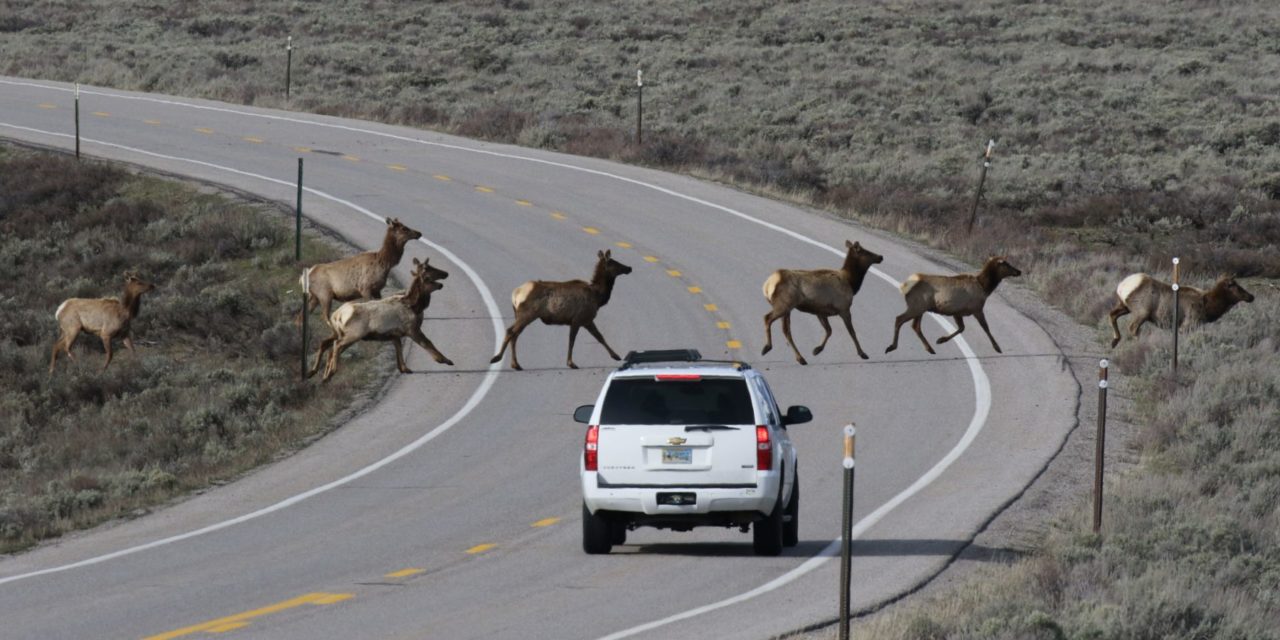 Drivers Cautioned About Wildlife Collisions