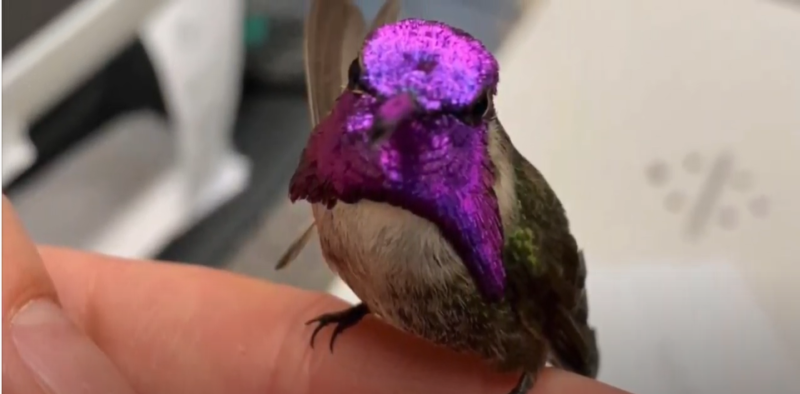 Coachella Valley Man Rescues Hummingbird