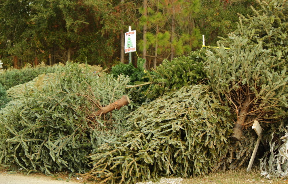 Places for Your Christmas Tree Recycling Needs