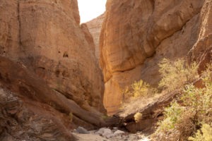 Desert iguana await in Mecca Hills slot canyon