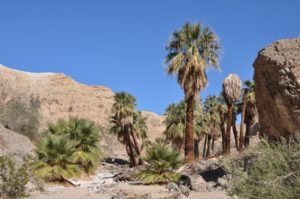 Desert Oases Await in Coachella Valley