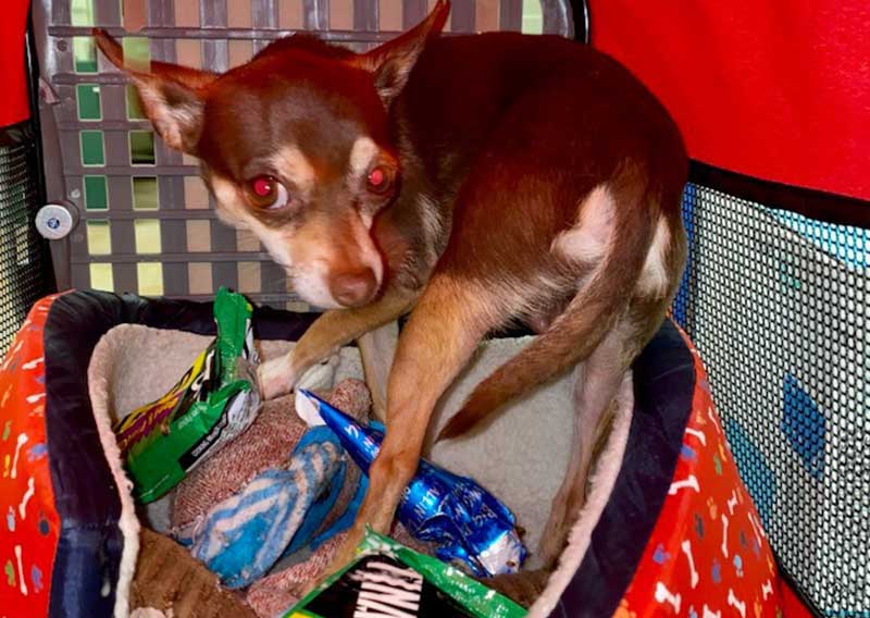 Chihuahua Left Inside Hot Car with Frozen Burritos