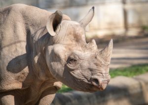 Black Rhinos Find Home at Living Desert